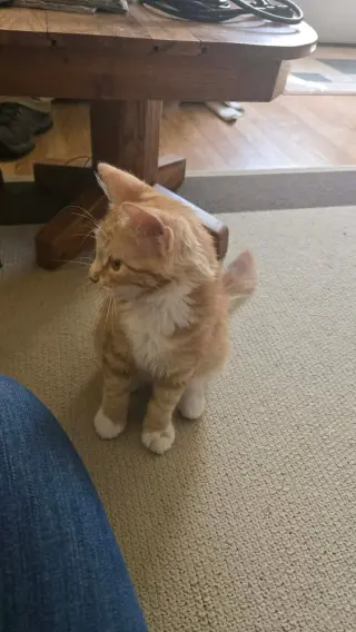 Elvis