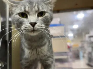 Matilda