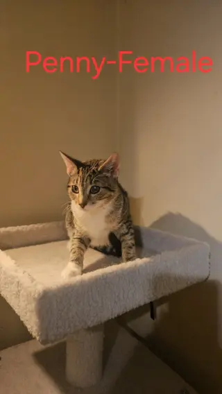 Penny