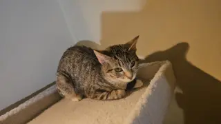 Penny