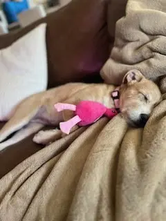 Sadie aka Lucy