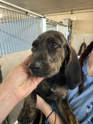 Remington