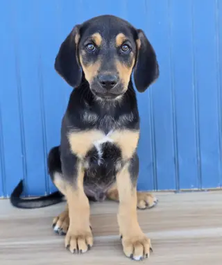Olaf