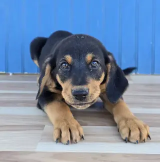 Sven