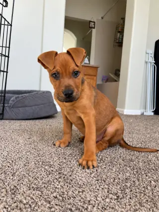 Koa