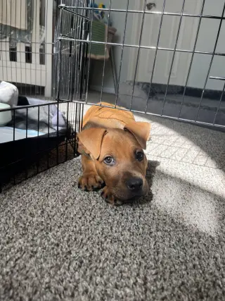 Koa