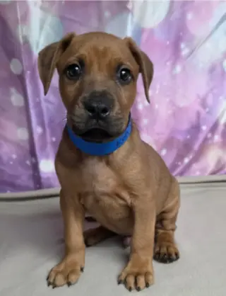 Koa