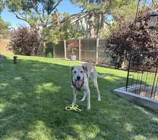 Cooper