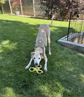 Cooper