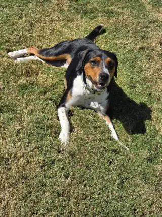 Henry