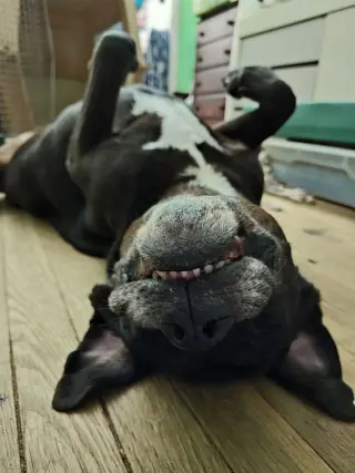 Morpheus