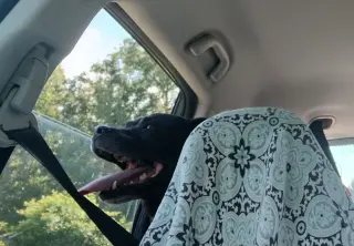 Morpheus