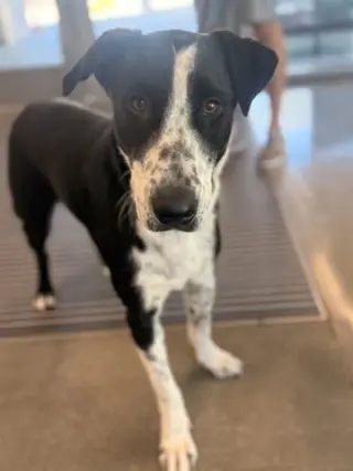 DOTTIE