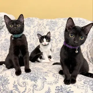 Mochi & Boba