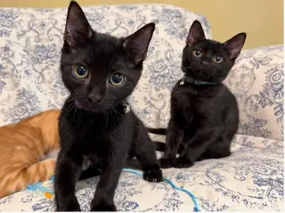 Mochi & Boba