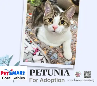 Petunia