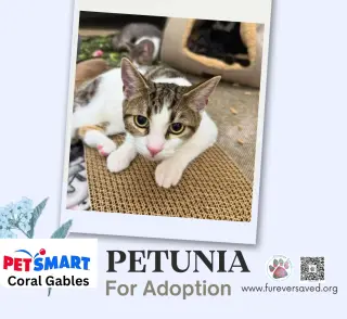 Petunia