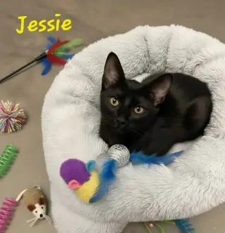 Jessie