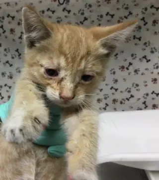 TANGO