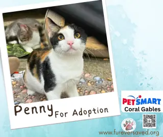 Penny