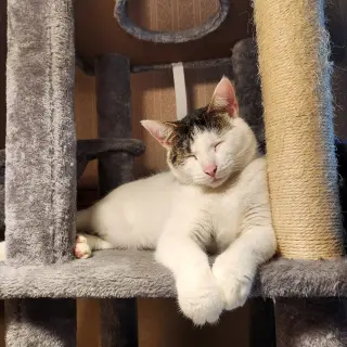 Minnie