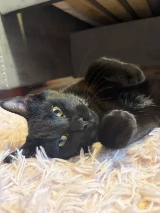 Blacky