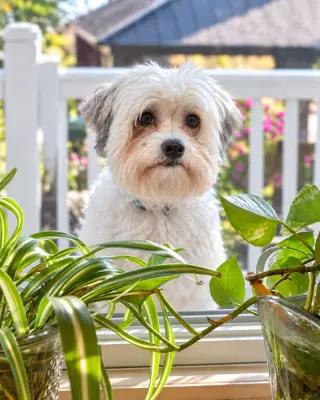 Sammy