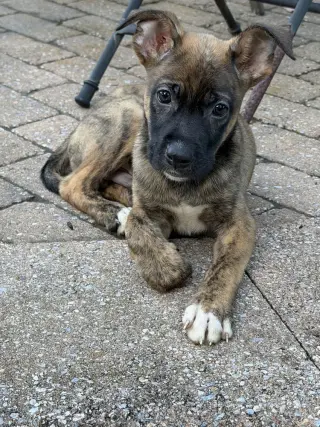 Snickers
