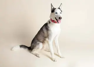Zeus
