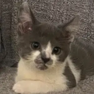 Mustachio Pistachio