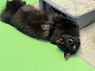 Boo