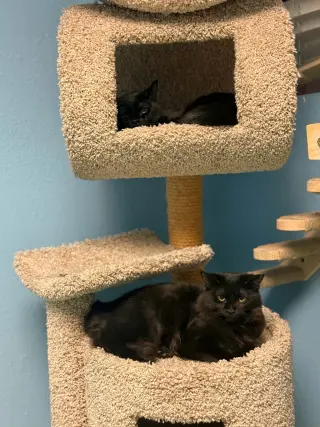 Boo
