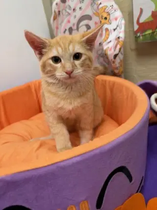 Julius