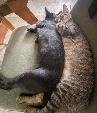 Spaghetti
