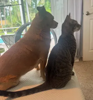 Spaghetti