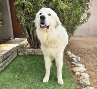 Bodacious Mr Biscuit Bonded Pair GREAT Pyrs