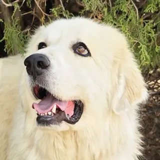 Bodacious Mr Biscuit Bonded Pair GREAT Pyrs