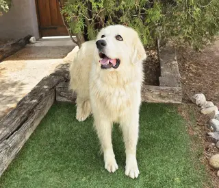 Bodacious Mr Biscuit Bonded Pair GREAT Pyrs