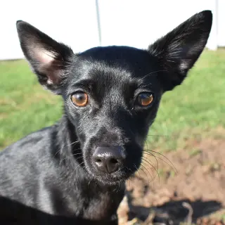 Paco