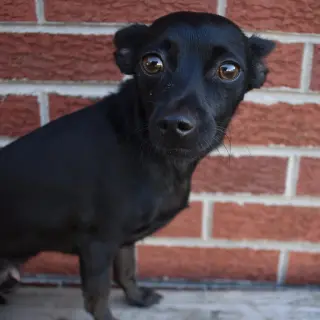 Paco