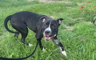 Delilah Sue