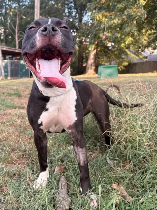 Delilah Sue
