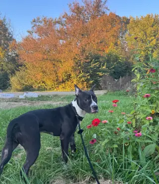 Delilah Sue
