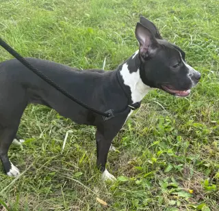 Delilah Sue