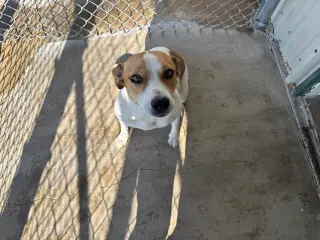 Clementine