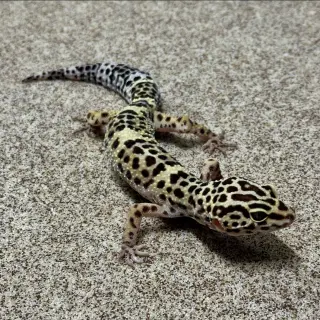 Milo