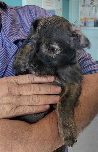 NIKI