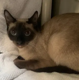 DARCY