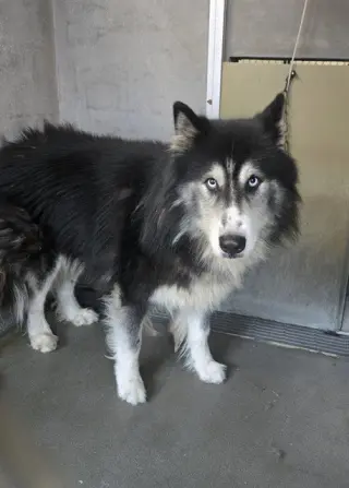 LEVI