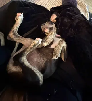 Sammy Star